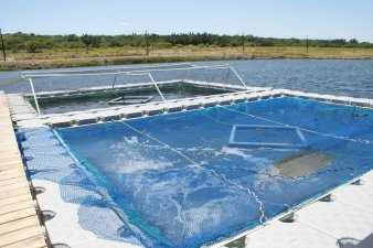 &Iota;&chi;&theta;&upsilon;&omicron;&kappa;&alpha;&lambda;&lambda;&iota;έ&rho;&gamma;&iota;&epsilon;&sigmaf; - 5